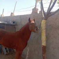 اسب|اسب و تجهیزات اسب‌سواری|کویرات, |دیوار