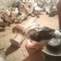 جوجه های واکسن خورده در بهار حسام آباد