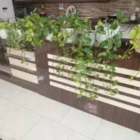 گل اپارتمانی|گل و گیاه طبیعی|مشهد, امیریه|دیوار