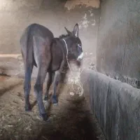 خرماده|حیوانات مزرعه|مهربان, |دیوار