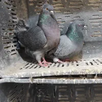 کبوتر تهرانی