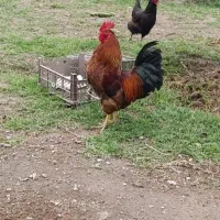 خروس قیمت 1 میلیون و800 هزار تومان