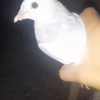 معاوضه با قفس چوبی فروش 3 کفتر عالی زات دار خفن|پرنده|اصفهان, ارداجی|دیوار