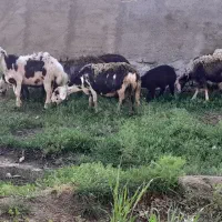 شش تامیش دوتابره