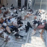 کبوتر کلکسیونی و پرشی درجه یک