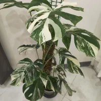 برگ انجیری ابلق ( مانسترا ابلق )