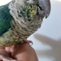 طوطی رد چیک  تراکوئیس  گرینچیک