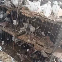 حیون پرشی یاهو  جوجه قاطی