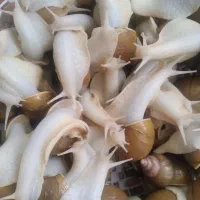 ۵۰عددحلزون البینو