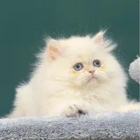 بریتیش لانگ هیر چشم اقیانوسی (عکس مجموعه)