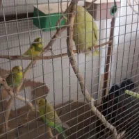 مرغ عشق|پرنده|بیرجند, |دیوار