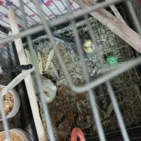 مرغ مینا سخنگو و یک جفت عروس هلندی