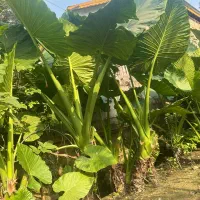 فروش گل باباآدم|گل و گیاه طبیعی|ماسال, |دیوار