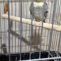 عروس هلندی|پرنده|فیروزآباد, |دیوار