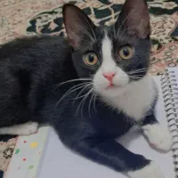 گربه|گربه|مشهد, طبرسی شمالی|دیوار