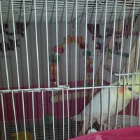 طوطی عروس .رام سخنگو.اواز خوان.بالغ|پرنده|فریدون‌کنار, |دیوار