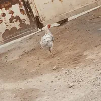 ۷ عدد مرغ و خروس