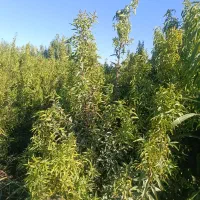 نهال های پر بار بادام ،باغ رویایی شما|خدمات باغبانی و درختکاری|دلیجان, |دیوار