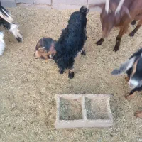 بزغاله شیری|حیوانات مزرعه|شهرضا, |دیوار