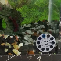 آکواریوم|ماهی|زابل, |دیوار