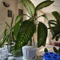 گل دیفن باخیا