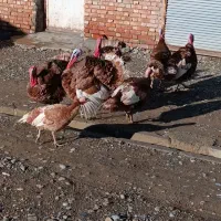 فروش بوقلمون نر