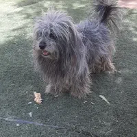 تِری‌یِر رنگ خاص