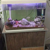 آکواریوم ماهیران|ماهی|شهریار, یوسف آباد صیرفی|دیوار