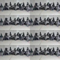 دسته ۱۸تایی پرشی سبز پولک