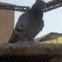 یک جفت کبوتر کلکسیونی|پرنده|اصفهان, جاوان|دیوار