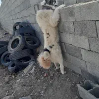 واگزار سگ|سگ|رودشت (اصفهان), |دیوار