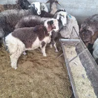 بره نر پایه پروار