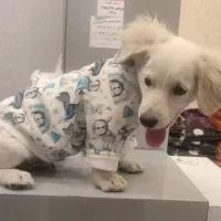 واگذاری  سگ اِشپیتس سفید