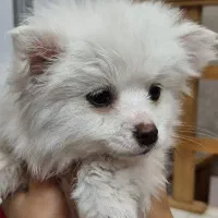 پامر،پامرانین، پامرین|سگ|اصفهان, عمان سامانی|دیوار