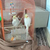 فروش عروس هلندی