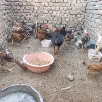 مرغ و جوجه محلی زیر مرغی|حیوانات مزرعه|زابل, |دیوار