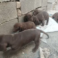 توله‌پویینتراصل‌المانی|سگ|گنبد کاووس, |دیوار