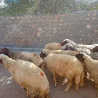 سلام تعداد9عدد میش داشتی سنجابی