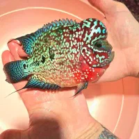 وارداتی کینگ کامفا مولتی کاورAAA