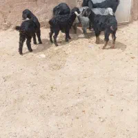 فروش هفت رس بز با غاله