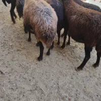 کوسفند قزل ۳ جفت|حیوانات مزرعه|بوکان, |دیوار