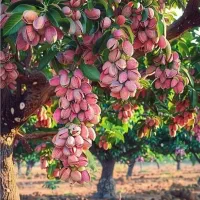 کود ارگانیک برای افزایش تناژ کشاورزی و باغات|گل و گیاه طبیعی|مشهد, گوهرشاد|دیوار