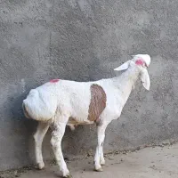 بره نر وماده چینی قندوزی اصیل مخصوص داشت فلکه شهرک|حیوانات مزرعه|تربت جام, شاهد|دیوار