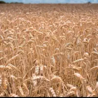 فروش زمین کشاورزی|فروش دفتر صنعتی، کشاورزی، تجاری|حمیدیه, |دیوار