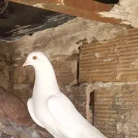 پتی واله پاکستانی خون پاک (جفت)|پرنده|اصفهان, دنارت|دیوار