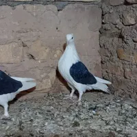 دوکت|پرنده|اشکذر, |دیوار