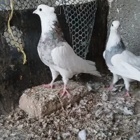 سه عدد توقی