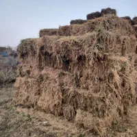 یونجه|حیوانات مزرعه|پارس‌آباد, |دیوار