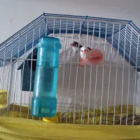 فنچ و مرغ عشق|پرنده|سروآباد, |دیوار