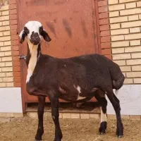 بره قوچ همو سر سفید